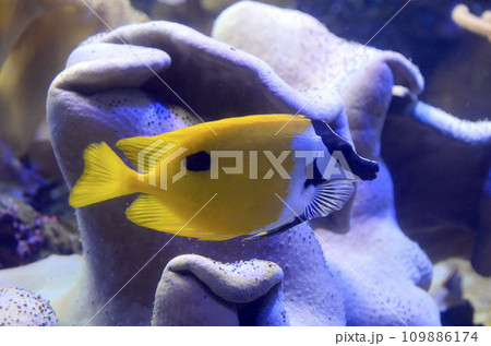 ヒフキアイゴ 109886174