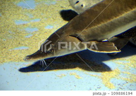 チョウザメ 109886194