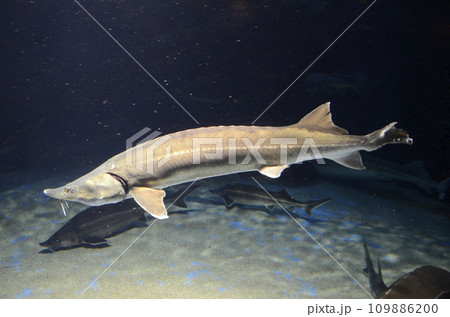 チョウザメ チョウザメ 109886200