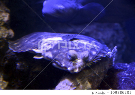 ババカレイ ババカレイ 109886203