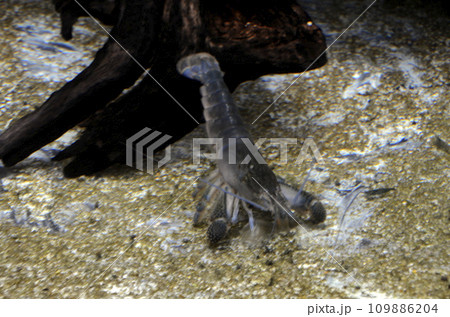 アフリカンロックシュリンプ アフリカンロックシュリンプ 109886204