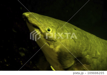 オーストラリアハイギョ 109886205