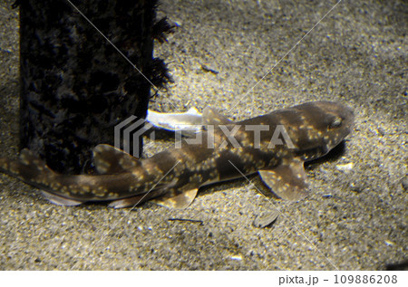 トラザメ トラザメ 109886208