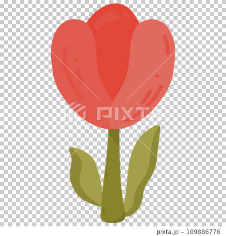 Red tulip isolated illustration Red tulip isolated illustration 109886776