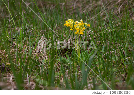 Yellow Primula veris cowslip, common cowslip, cowslip primrose on soft green background.Selective focus Yellow Primula veris cowslip, common cowslip, cowslip primrose on soft green background.Selective focus 109886886