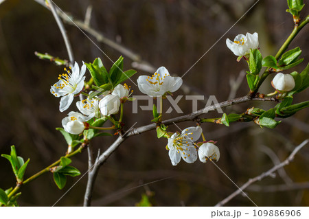 Selective focus of beautiful branches of plum blossoms on the tree under blue sky, Beautiful Sakura flowers during spring season in the park, Floral pattern texture, Nature background 109886906