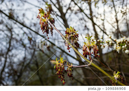 The ash-leaved maple Acer negundo flowers in early spring, sunny day and natural environment, blurred background 109886908