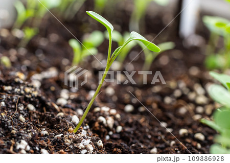 Top view of young plants seedlings in soil. Seedlings are prepared before planting in open ground. Young tender sprouts on a dark background Top view of young plants seedlings in soil. Seedlings are prepared before planting in open ground. Young tender sprouts on a dark background 109886928
