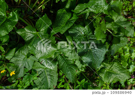 Cuckoopint or Arum maculatum arrow shaped leaf, woodland poisonous plant in family Araceae. arrow shaped leaves. Other names are nakeshead, adder's root, arum, wild arum, arum lily, lords-and-ladies 109886940