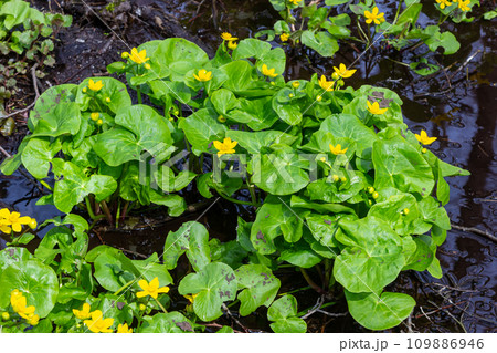 In spring, caltha palustris grows in the moist alder forest. Early spring, wetlands, flooded forest In spring, caltha palustris grows in the moist alder forest. Early spring, wetlands, flooded forest 109886946