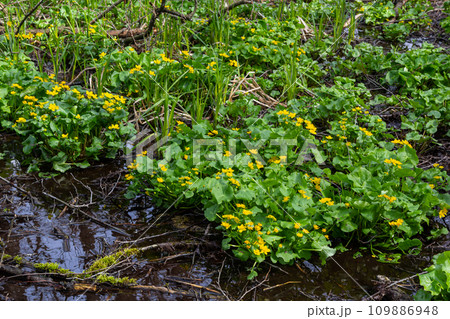 In spring, caltha palustris grows in the moist alder forest. Early spring, wetlands, flooded forest In spring, caltha palustris grows in the moist alder forest. Early spring, wetlands, flooded forest 109886948