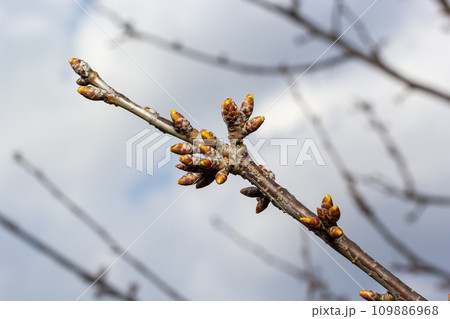 budding buds on a tree branch in early spring macro. Early spring, a twig on a blurred background. The first spring greens budding buds on a tree branch in early spring macro. Early spring, a twig on a blurred background. The first spring greens 109886968