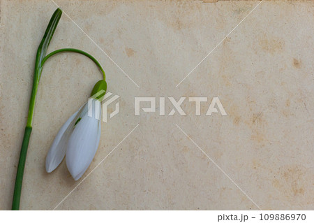 Spring flowers are snowdrops and paper for text background. Copy space, top view. Holiday card. Holiday background Spring flowers are snowdrops and paper for text background. Copy space, top view. Holiday card. Holiday background 109886970