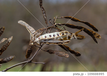 Black locust seeds hanging and dry so that the black seed fall out. Black locust seed pods Black locust seeds hanging and dry so that the black seed fall out. Black locust seed pods 109886995