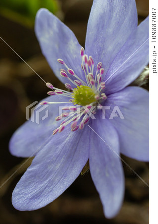 Beautiful macro shot of a first single wildflower Large Blue Hepatisa Hepatisa transsylvanica starting to bloom among dry leaves in early spring Beautiful macro shot of a first single wildflower Large Blue Hepatisa Hepatisa transsylvanica starting to bloom among dry leaves in early spring 109887007