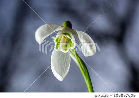 White snowdrop flowers close up. Galanthus blossoms illuminated by the sun in the green blurred background, early spring. Galanthus nivalis bulbous, perennial herbaceous plant in Amaryllidaceae family 109887008