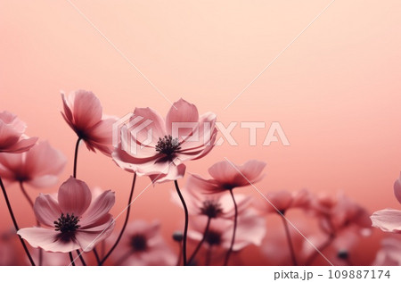pink flower bouquet on a pink background pink flower bouquet on a pink background 109887174