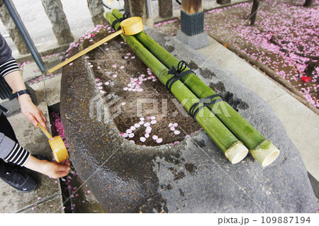 手を清めて参拝に、手水舎にはピンクの花弁がゆらゆらゆれて春の一日中 手を清めて参拝に、手水舎にはピンクの花弁がゆらゆらゆれて春の一日中 109887194