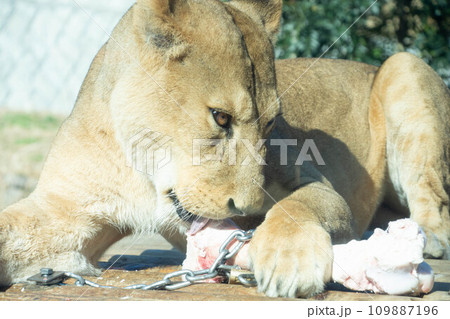 骨をかじるライオン 109887196