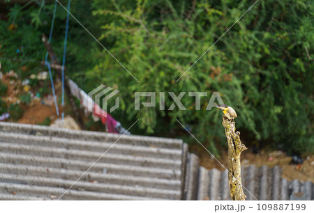 Woodpecker Observing Unfocused Houses and Messy Ground from a Tree Trunk 109887199