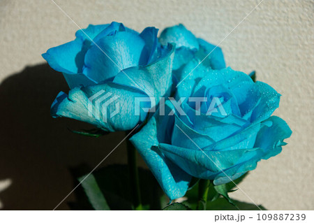 青い薔薇 青い薔薇 109887239