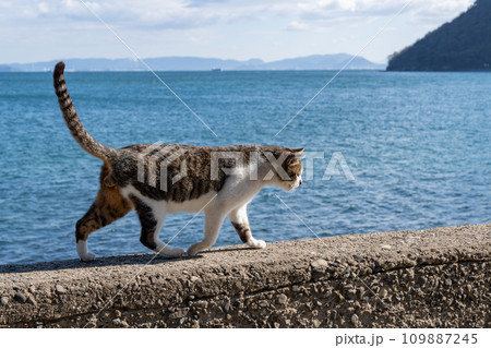 堤防の上を歩く猫 堤防の上を歩く猫 109887245