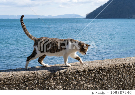 堤防の上を歩く猫 堤防の上を歩く猫 109887246