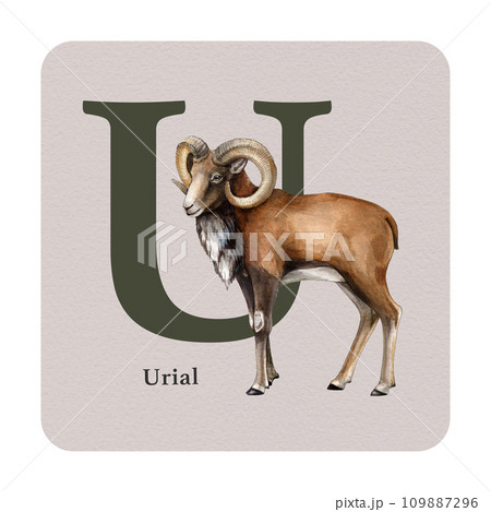 Letter U with urial decor on the square card. Watercolor illustration. Forest animal nature ABC alphabet element for study. Wildlife nature alphabet letter U decorated with urial. White background 109887296