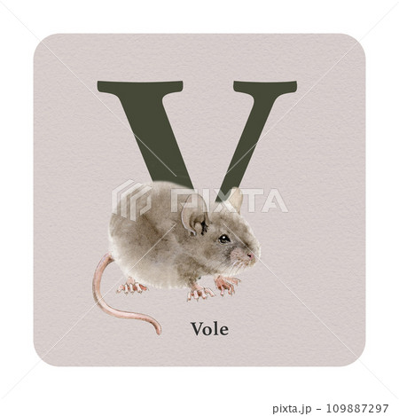 Letter V with vole decor on the square card. Watercolor illustration. Forest animal nature ABC alphabet element for study. Wildlife nature alphabet letter V decorated with vole. White background 109887297