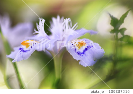 春に咲くジャガの花 109887316