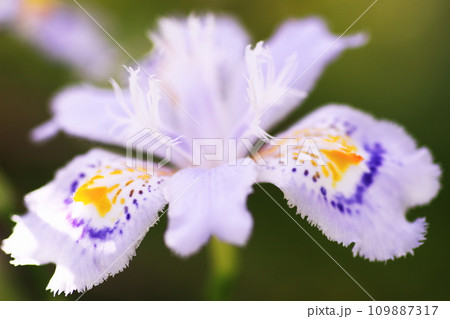 春の咲くジャガの花 春の咲くジャガの花 109887317