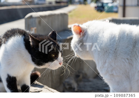 にらみ合う二匹の猫 にらみ合う二匹の猫 109887365