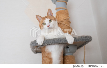 キャットタワーでポーズをとる猫　茶トラ白 109887370