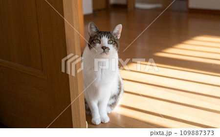 覗きこむ猫　キジトラ猫 109887373