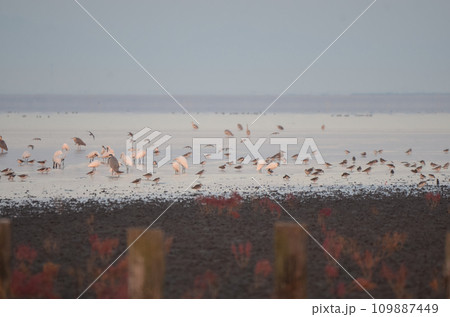 渡り鳥の群れ 渡り鳥の群れ 109887449