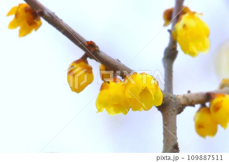 可憐な小花の蠟梅 可憐な小花の蠟梅 109887511