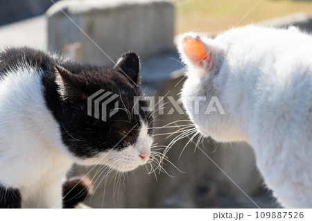 にらみ合う二匹の猫 109887526