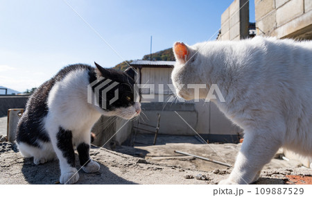 にらみ合う二匹の猫 にらみ合う二匹の猫 109887529