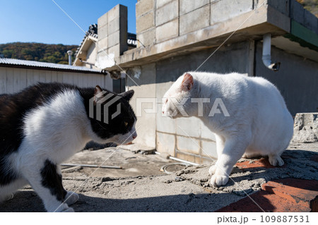 にらみ合う二匹の猫 109887531