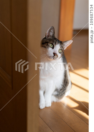 覗きこむ猫 キジトラ猫 覗きこむ猫 キジトラ猫 109887534