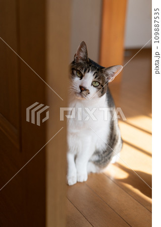 覗きこむ猫 キジトラ猫 覗きこむ猫 キジトラ猫 109887535