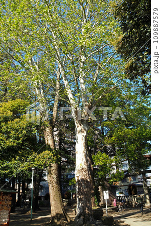 川口神社の御神木【埼玉県川口市】 109887579