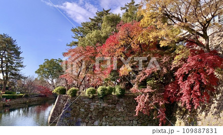 龍城堀の紅葉〈岡崎公園/愛知県岡崎市〉 109887831