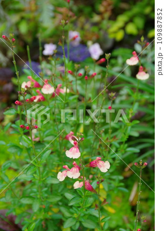 チェリーセージ　サーモンウィズピンク 109887852