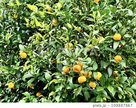 色づいたタチバナ 109887867