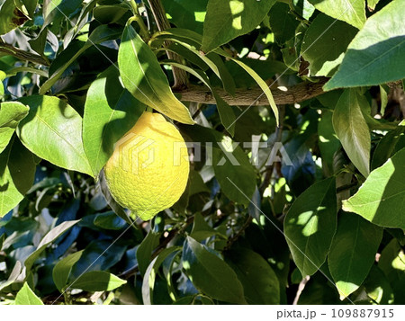 色づきはじめたレモン 109887915