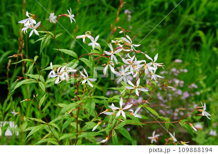 ミツバシモツケ　三つ葉下野 109888194