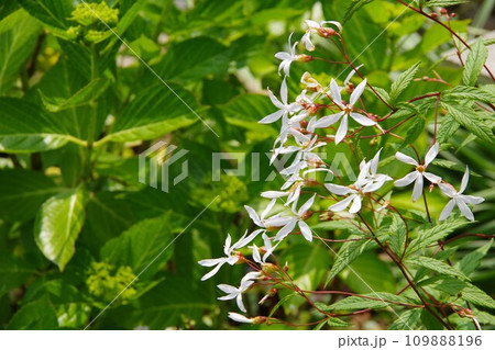 ミツバシモツケ 三つ葉下野 ミツバシモツケ 三つ葉下野 109888196