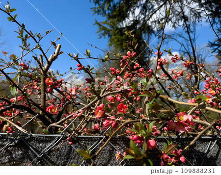 Spring blossom of Japanese quince (Chaenomeles japonica) Spring blossom of Japanese quince (Chaenomeles japonica) 109888231