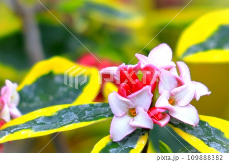芳香を漂わせる沈丁花の花 芳香を漂わせる沈丁花の花 109888382